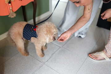 Dog groomer giving treat to dog after grooming session