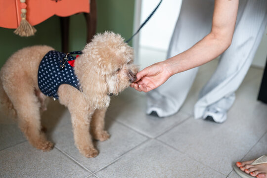 Dog groomer giving treat to dog after grooming session