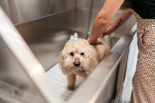 Professional groomer bathing cute poodle in salon tub