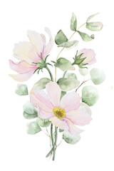 Pink cosmos flowers, eucalyptus leaves and bunches. Floral pastel style bouquets. Isolated hand drawn watercolor illustration for wedding design, cards, posters, greetings, save the date