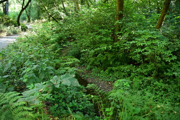 Fototapeta premium fern in the forest