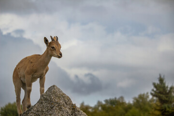 Obraz premium Carpa falconeri heptner. Turkmenian Markhor unique species. Young goat. Close up portrait