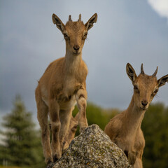 Carpa falconeri heptner. Turkmenian Markhor Young goat.