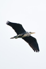 stork in flight