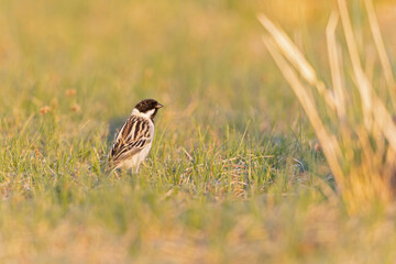 Male Pallas's Bunting (Emberiza pallasi lydiae) foraging on the ground.