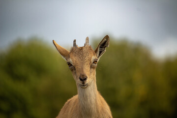 Carpa falconeri heptner. Turkmenian Markhor Young goat.