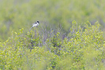 Male Pallas's Bunting (Emberiza pallasi pallasi) perched on top of a bush.