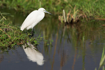 Little Egret