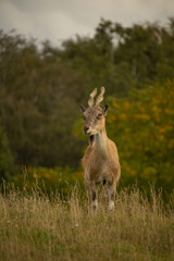 Turkmenian markhor standing on field of dry grass,