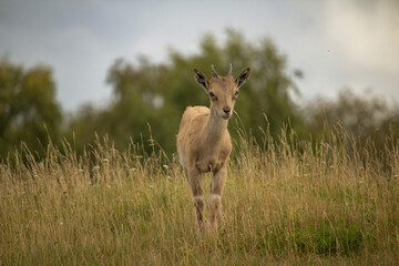 Carpa falconeri heptner. Young goat.