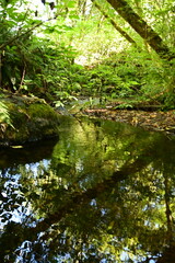 stream in the forest