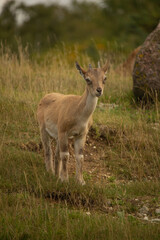 Carpa falconeri heptner. Young goat.