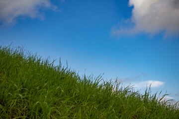 Fototapeta premium grass and perfect blue sky