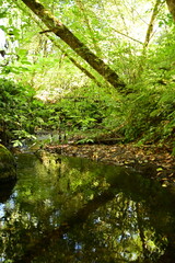 stream in the forest