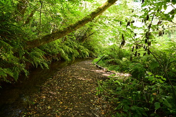 footpath in the forest