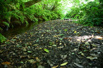 Obraz premium green moss in the forest