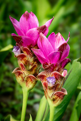 Two fuchsia color Krachiow flowers are in full bloom in the park.