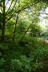 forest in the morning