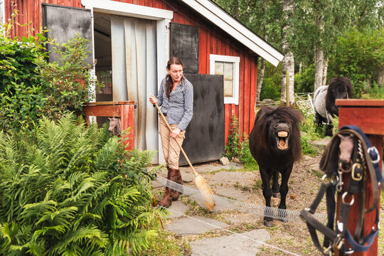 Farmer Woman Brushing Stable Floor Outside with Pony Nearby