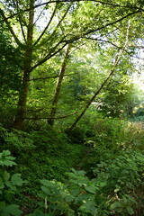 forest in the morning