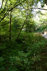 morning in the forest