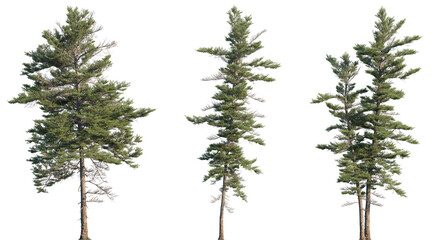 Set of Picea mariana (the black spruce) isolated png in sunny daylight on a transparent background perfectly cutout