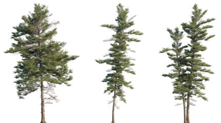 Set of Picea mariana (the black spruce) isolated png in sunny daylight on a transparent background perfectly cutout