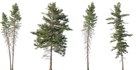 Set of Picea mariana (the black spruce) isolated png in sunny daylight on a transparent background perfectly cutout