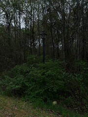 Obraz premium Moody woods with vintage light post 