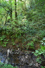 stream in the forest
