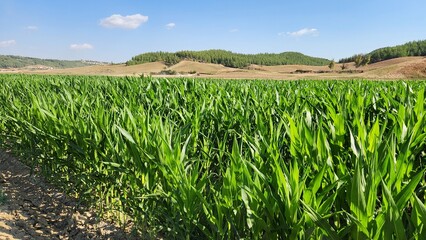 Field of corn planted as a second crop to make silage
