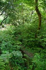 forest in the morning