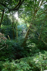 Obraz premium path in the forest