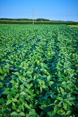 Lush Soybean Field with Utility Pole and Corn Backdrop Eye-Level Perspective