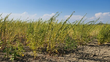 Harvesting sesame is an art! Farmers typically wait for the right moment when the pods turn brown....