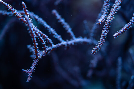 Underwater photo - soft coral or anemone with tentacles, Sinularia species glowing under UV light, abstract marine organic background