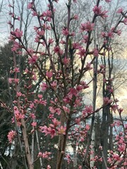 Peach Blossom Tree in Spring 