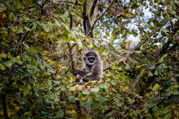 Silver gibbon, a small, agile primate