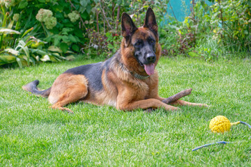 German shepherd on a green grass