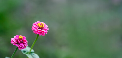 Two pink flowers with yellow centers standing against blurred green background highlighting their vibrant colors and delicate beauty