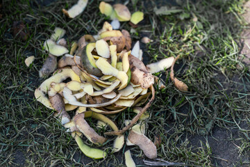 Pile of discarded potato peels on ground surrounded by dry grass representing food waste and...