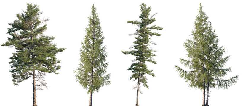 Set of Picea mariana (the black spruce) and Larix laricina isolated png in sunny daylight on a transparent background perfectly cutout