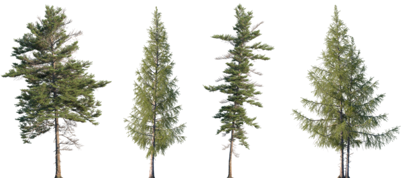 Set of Picea mariana (the black spruce) and Larix laricina isolated png in sunny daylight on a transparent background perfectly cutout - Powered by Adobe