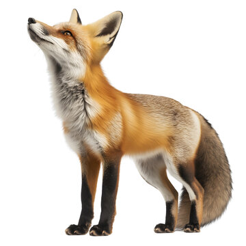 red fox isolated on transparent background Generative Ai.