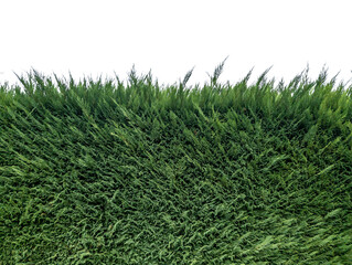 Green thuya hedgecut out as border or frame