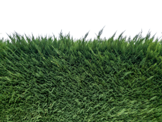 Green thuya hedgecut out as border or frame