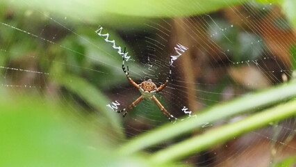 Spinne in Spinnennetz