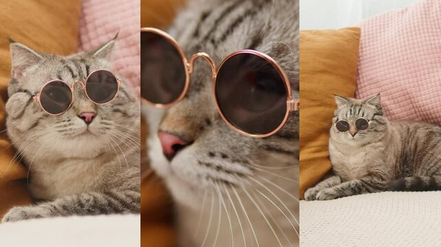 Happy Cat life collage, cat sitting and playing in living room multi screen shot. Grey kitten with big eyes close-up. Furry pedigreed pet relaxing in room. Little best friends. Domestic animal at home