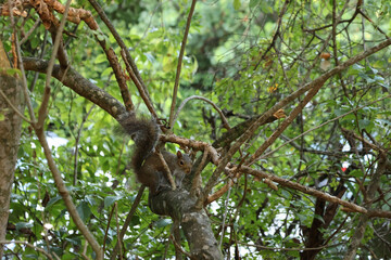 squirrel on tree