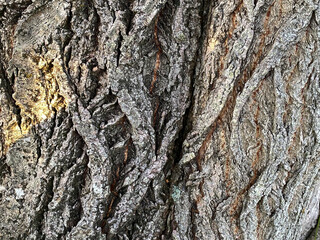 Bark texture of an old tree